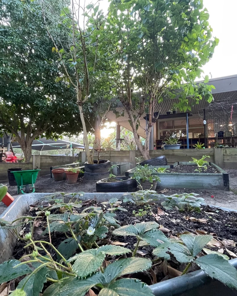 Garden beds with strawberry plants and tyre planters in the outdoor yard